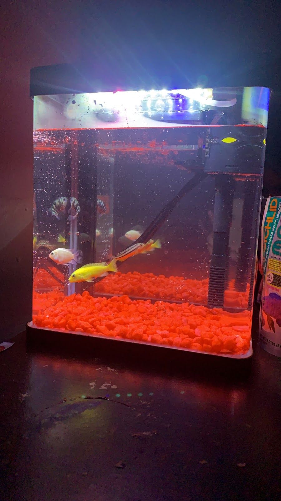 Feathers and Fins Aquarium Shop - Al Karama 3