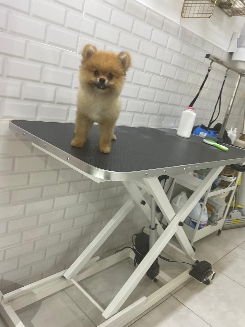 Luxury Pets Grooming Mirdif Branch 4
