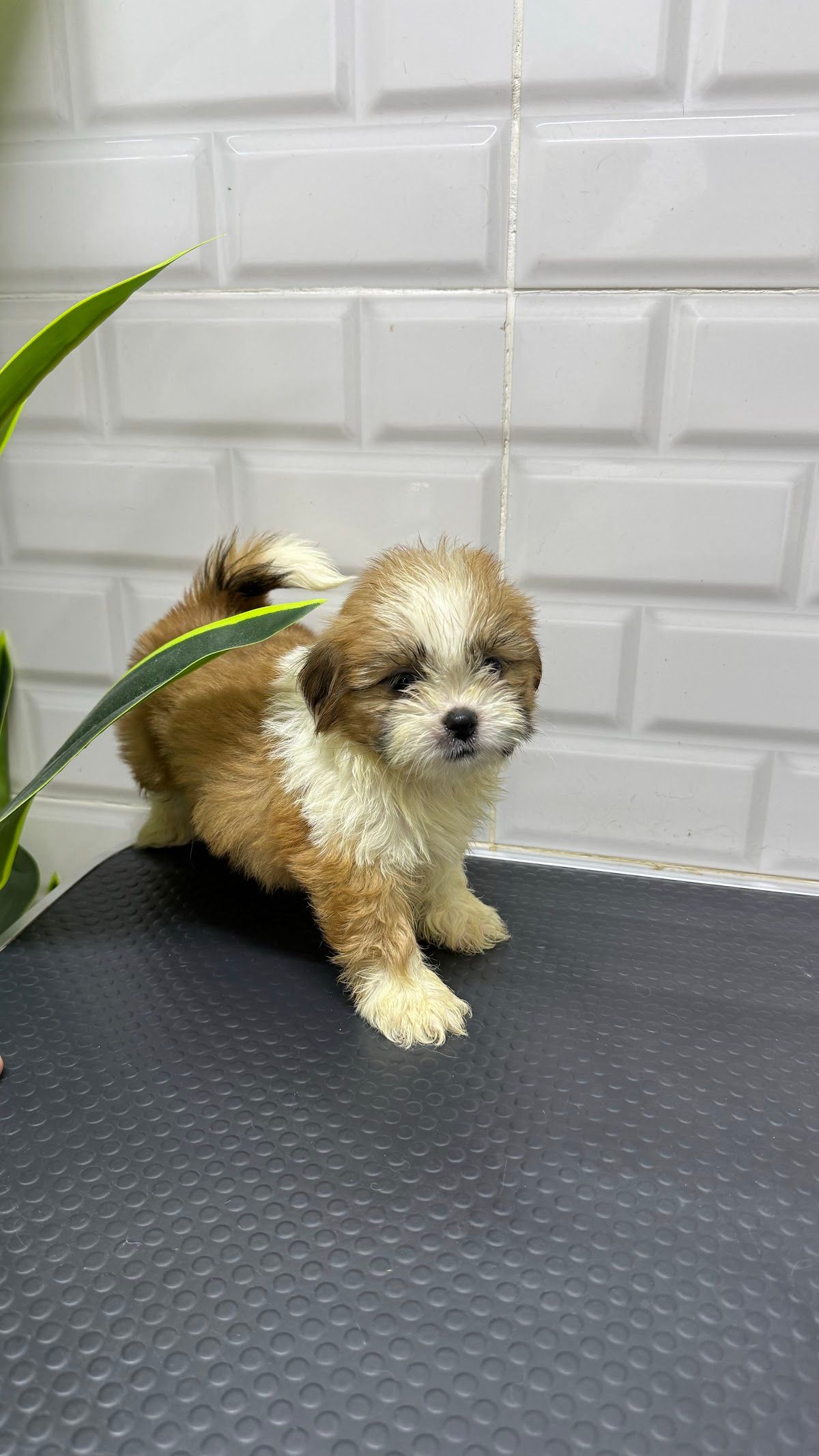 Luxury Pets Grooming Mirdif Branch 5