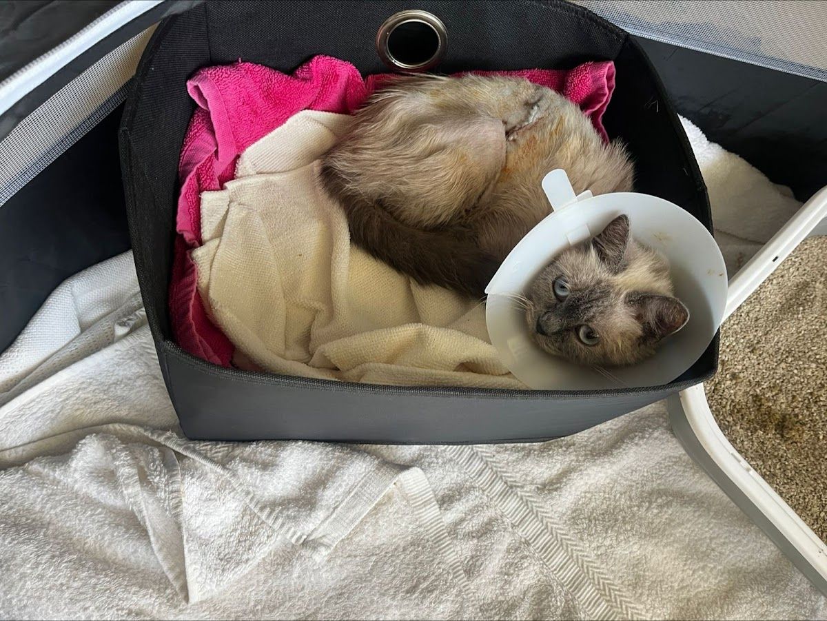 Orthopedic Veterinary Clinic 3