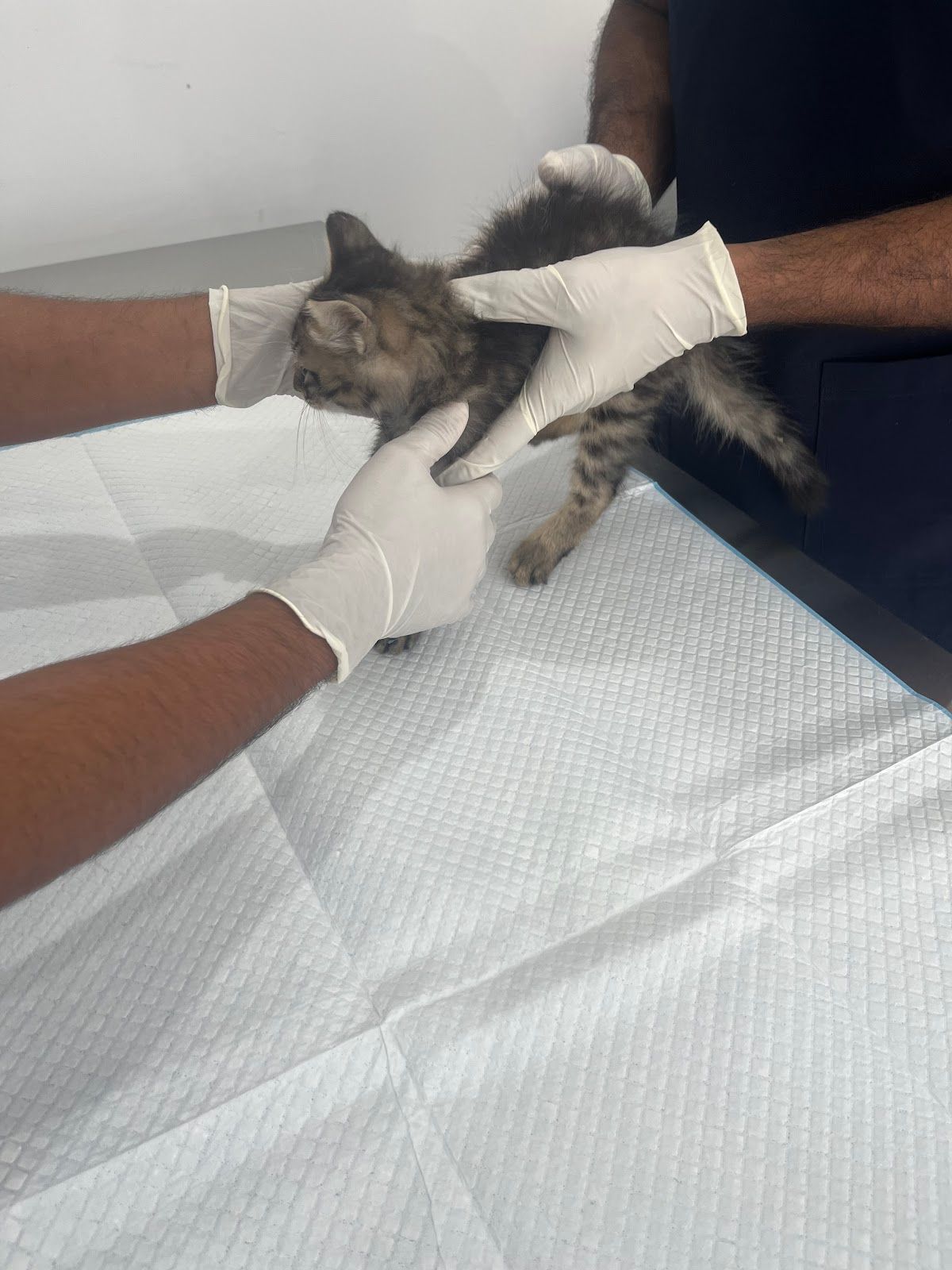 Orthopedic Veterinary Clinic 4