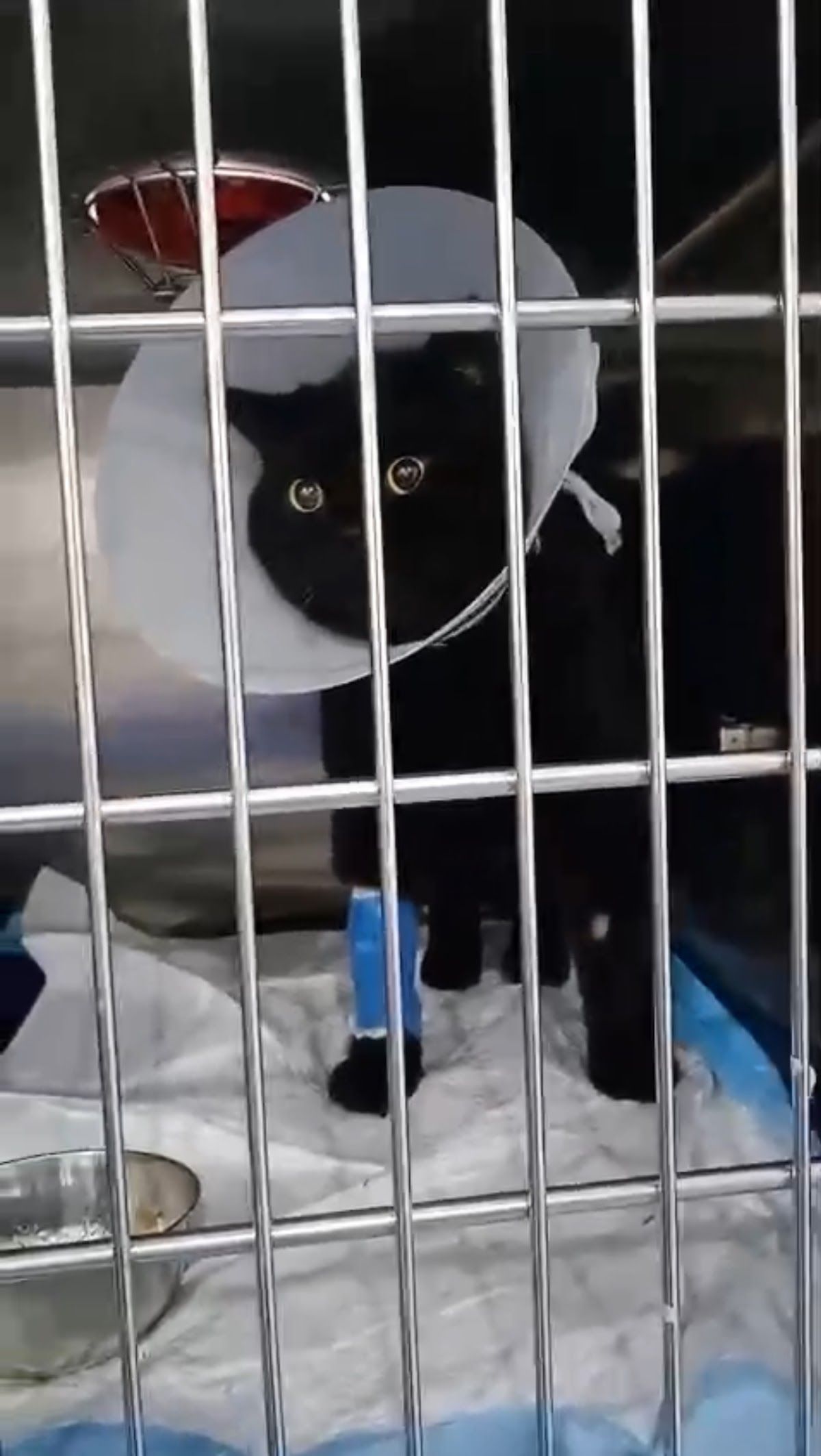 Orthopedic Veterinary Clinic 5