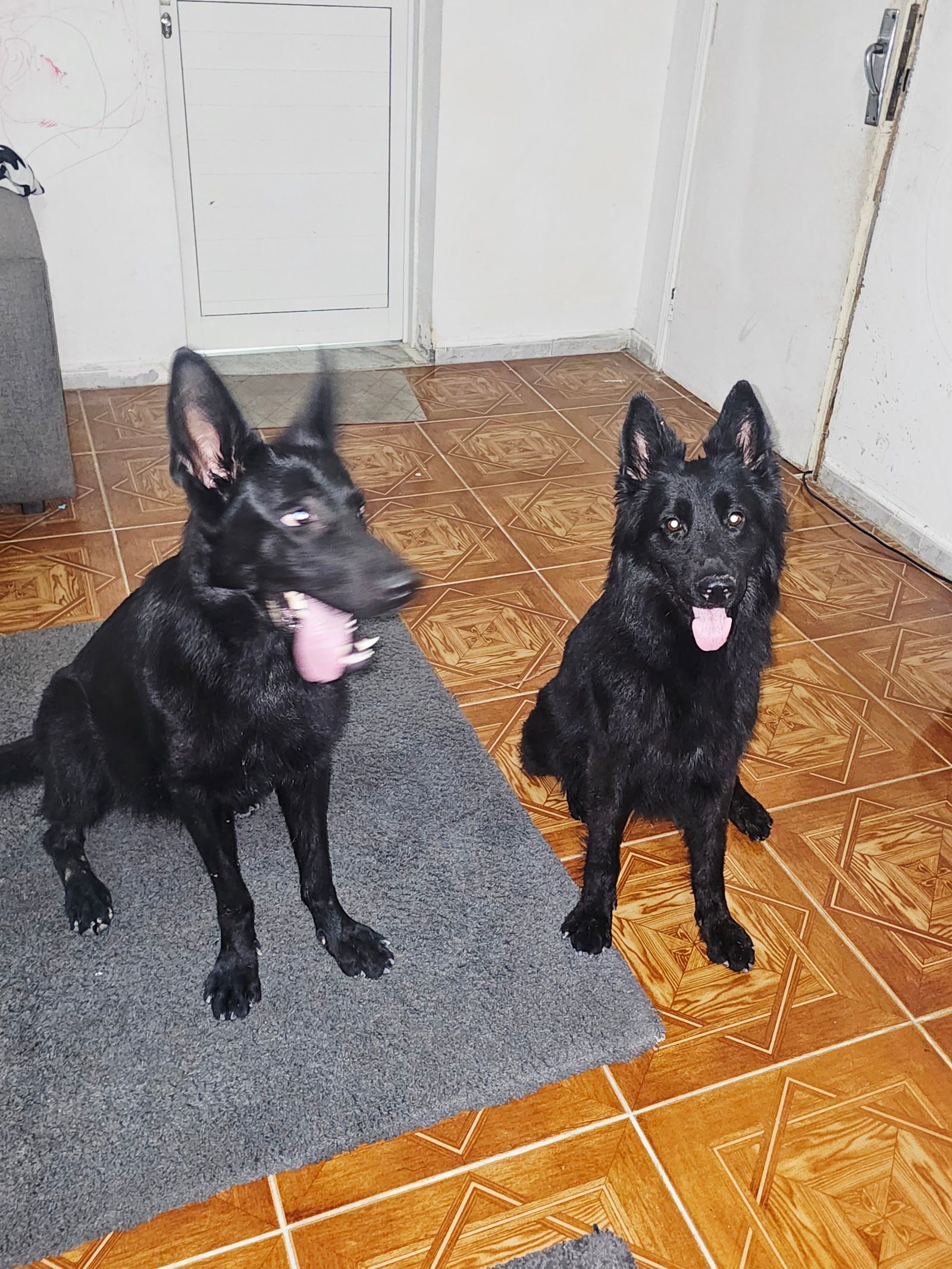 Legand dog training k9 2