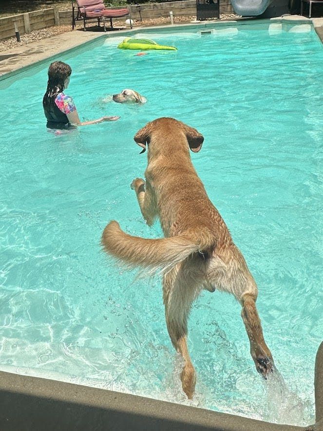 Legand dog training k9 3