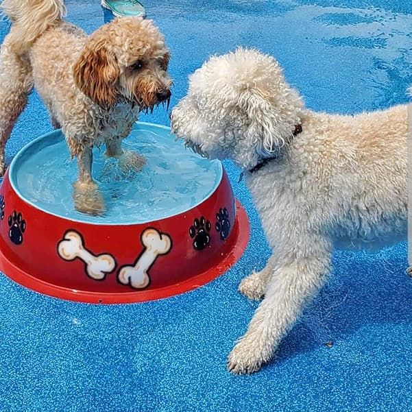 Legand dog training k9 5