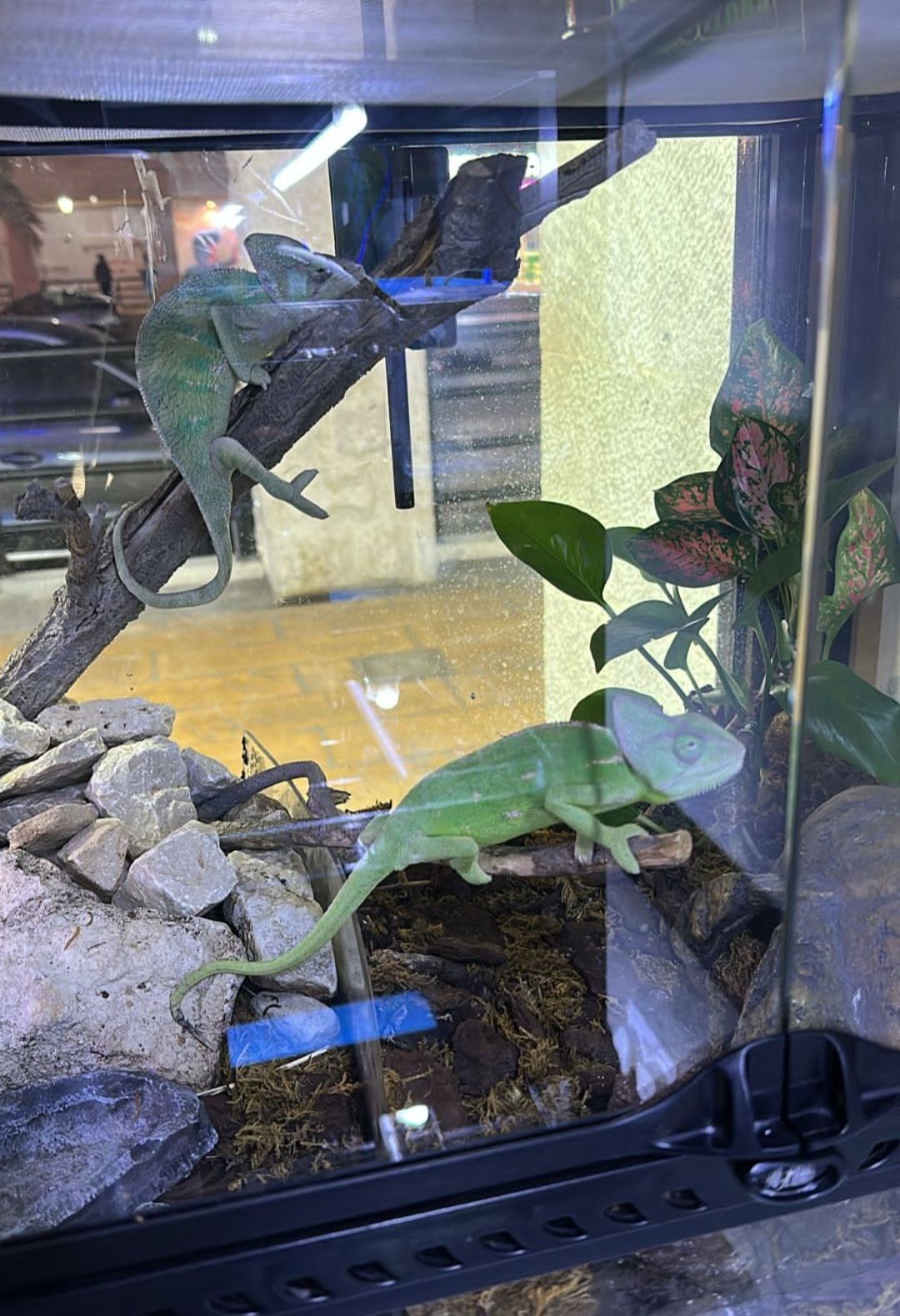 Exotic Pets Uptown Mirdif 4