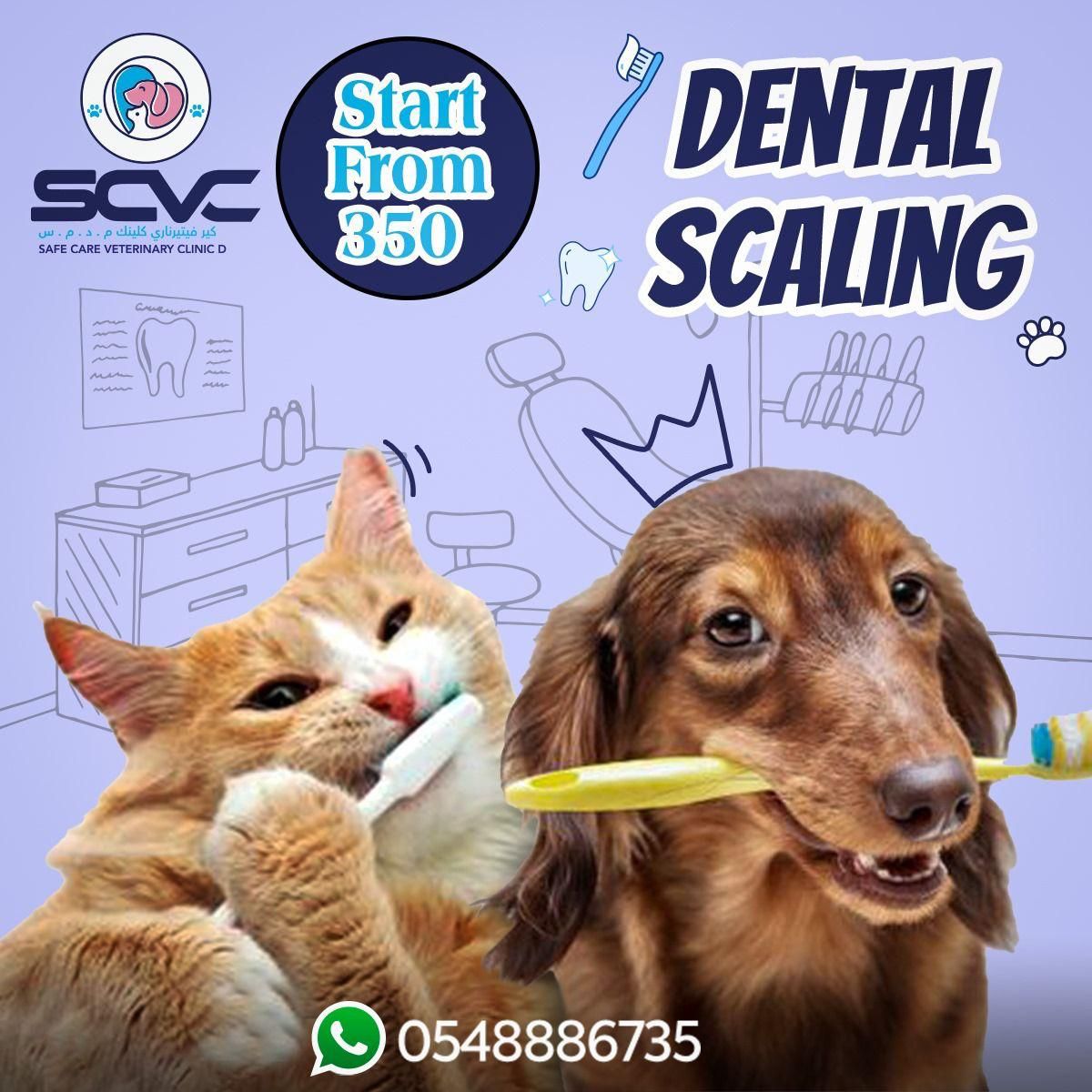 Star Safe Care Veterinary Clinic L.L.C - FZ 3