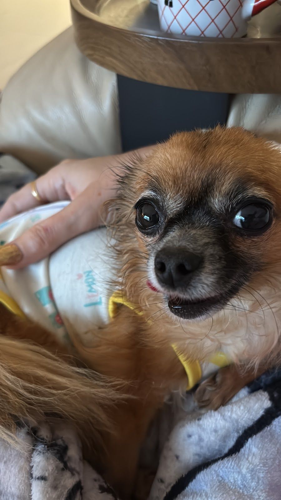 Little Hearts Veterinary Clinic 3