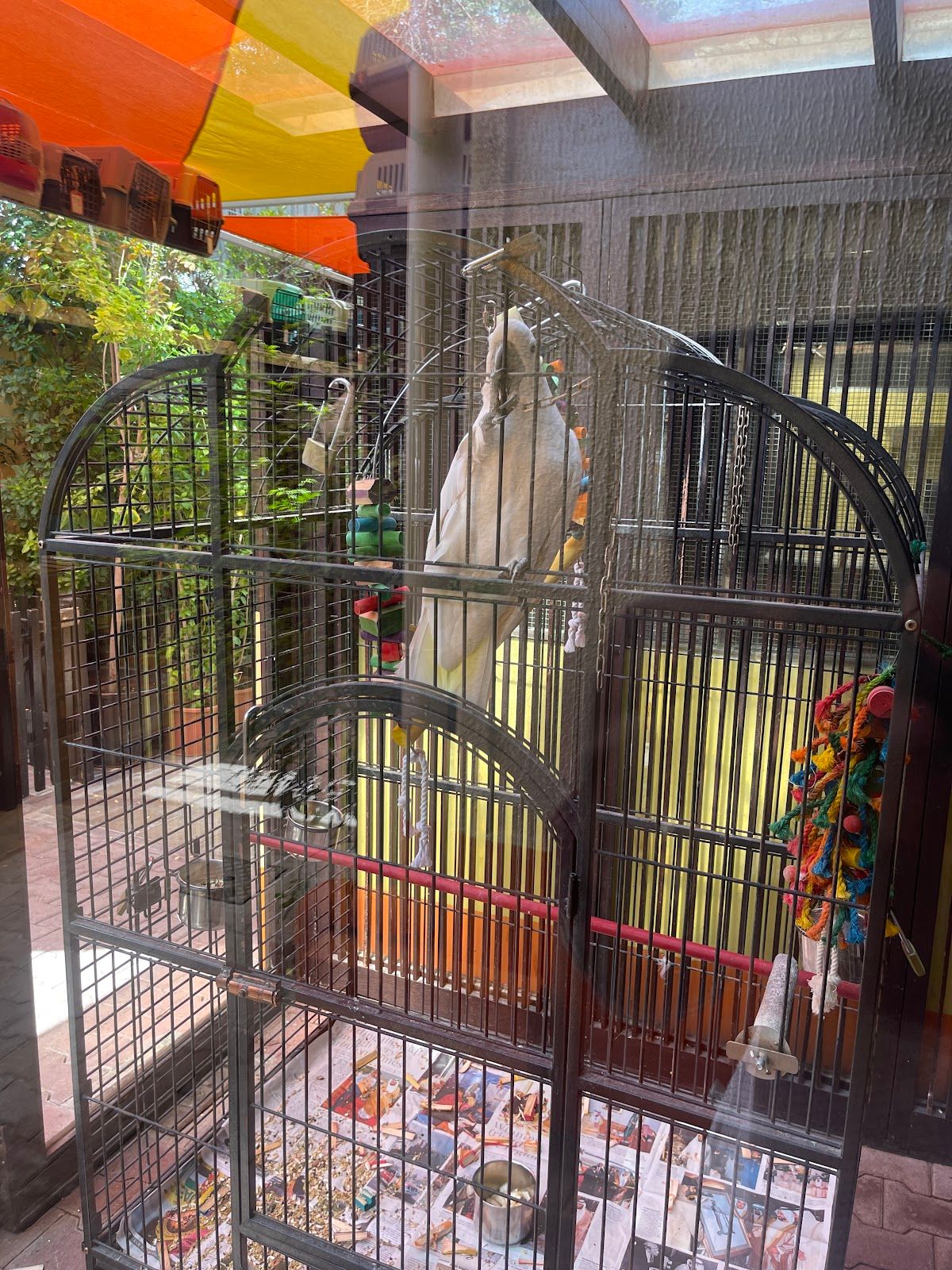 Dubai Kennels & Cattery (DKC) 3