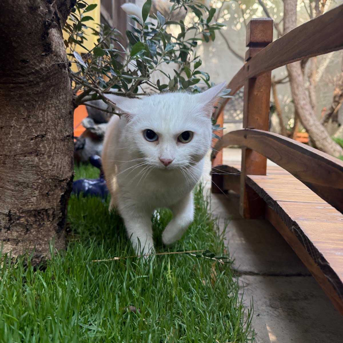 Dubai Kennels & Cattery (DKC) photo 5