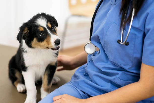 Super Vet Pet Clinic LLC