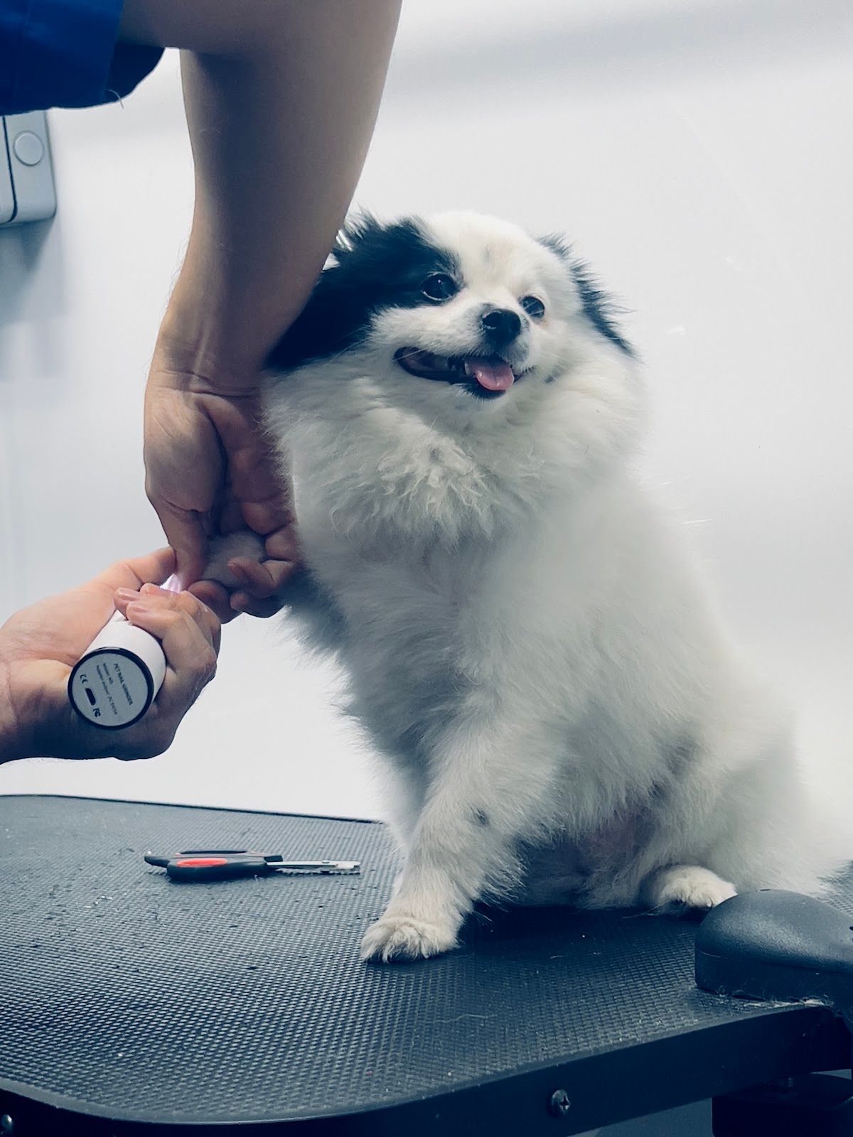 Woof & Purr 4