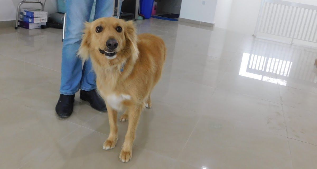 Vets24 Veterinary Clinic - Ras Al Khaimah 4