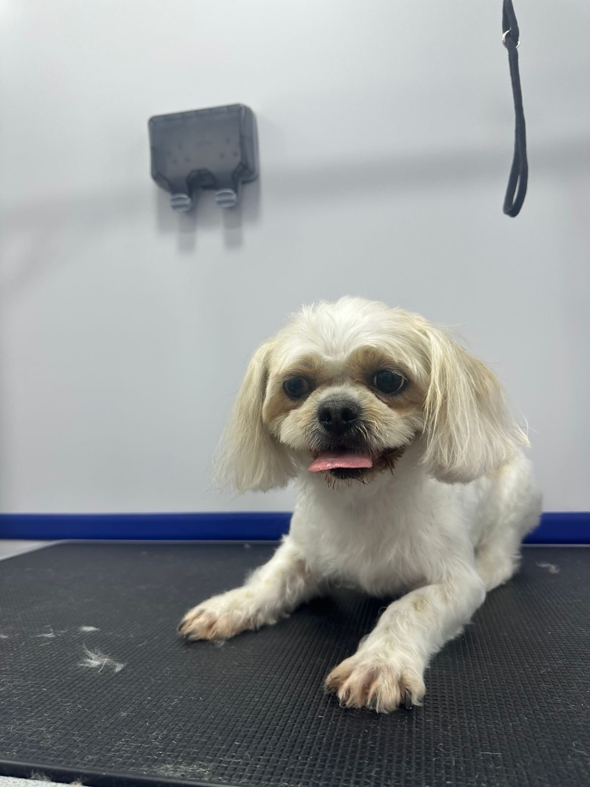 Jack Pet Grooming Salon - Mobile Grooming for Pet’s in Abu Dhabi 3