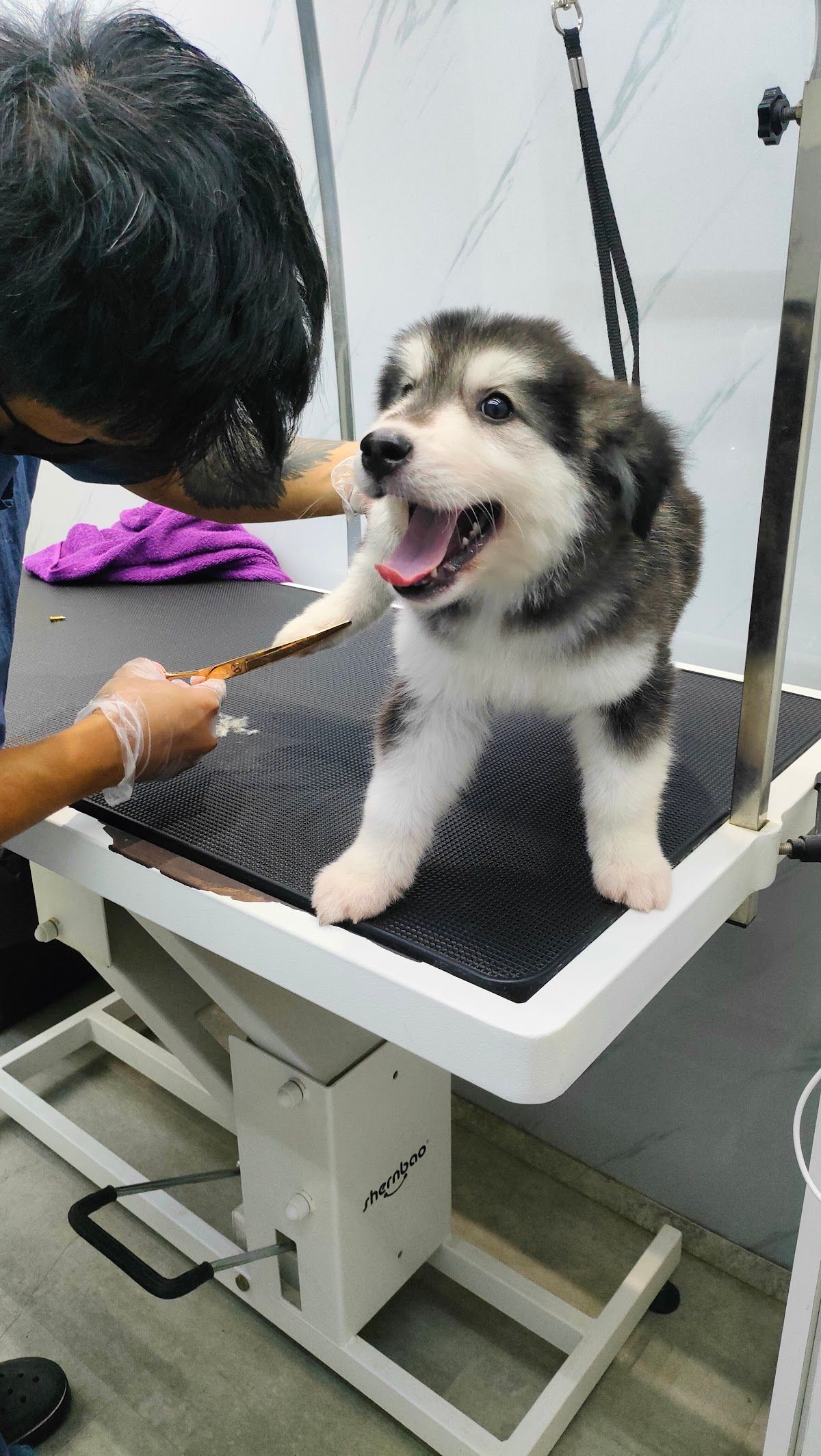 Jack Pet Grooming Salon - Mobile Grooming for Pet’s in Abu Dhabi 4