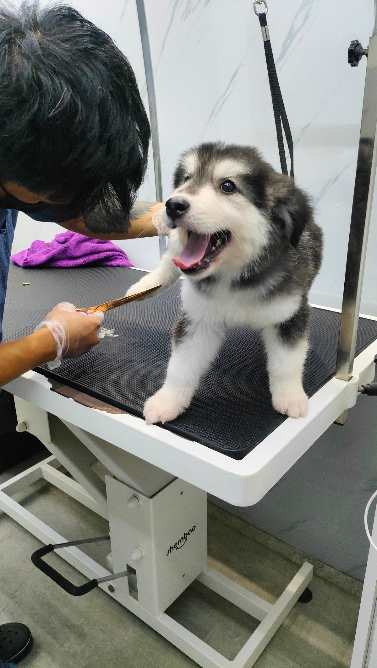 Jack Pet Grooming Salon - Mobile Grooming for Pet’s in Abu Dhabi photo 4