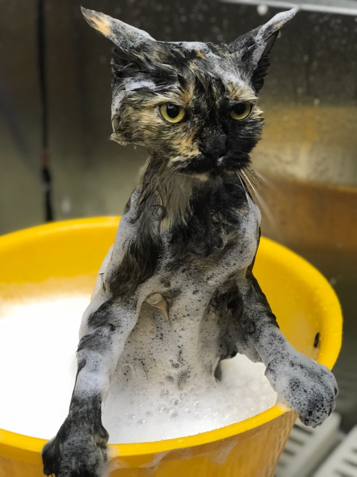 Jack Pet Grooming Salon - Mobile Grooming for Pet’s in Abu Dhabi 5