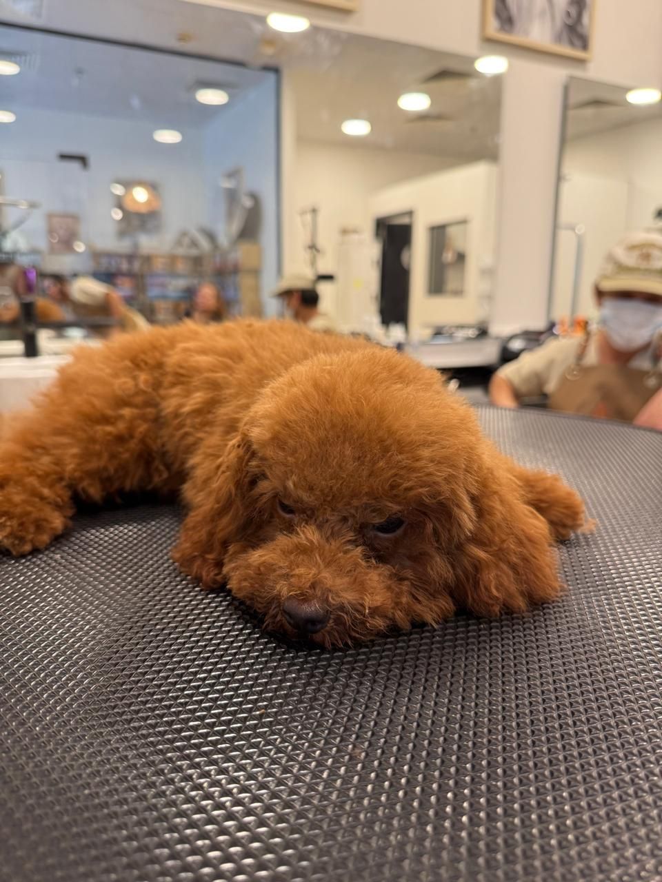 Pet Loft Dubai 3