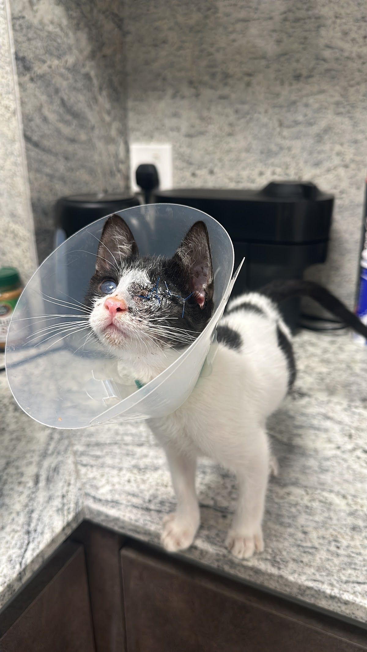 Liberty veterinary clinic Aljaddaf 2