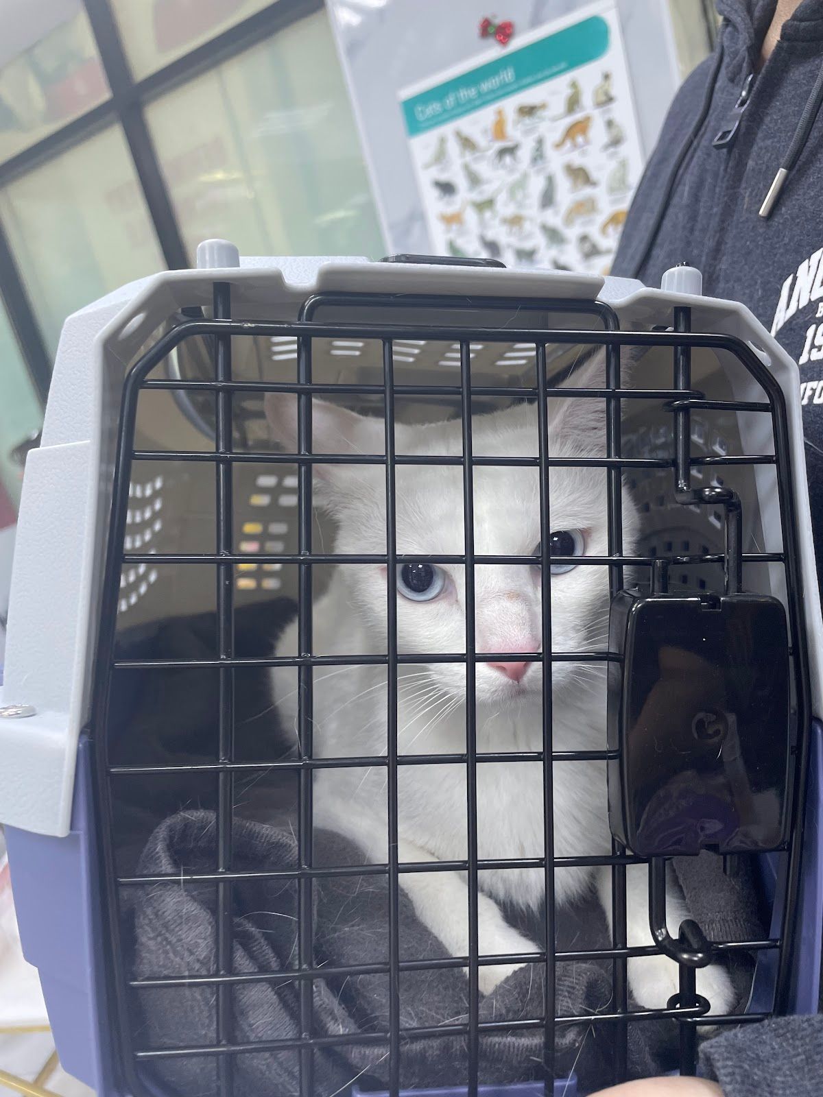 Liberty veterinary clinic Aljaddaf 4