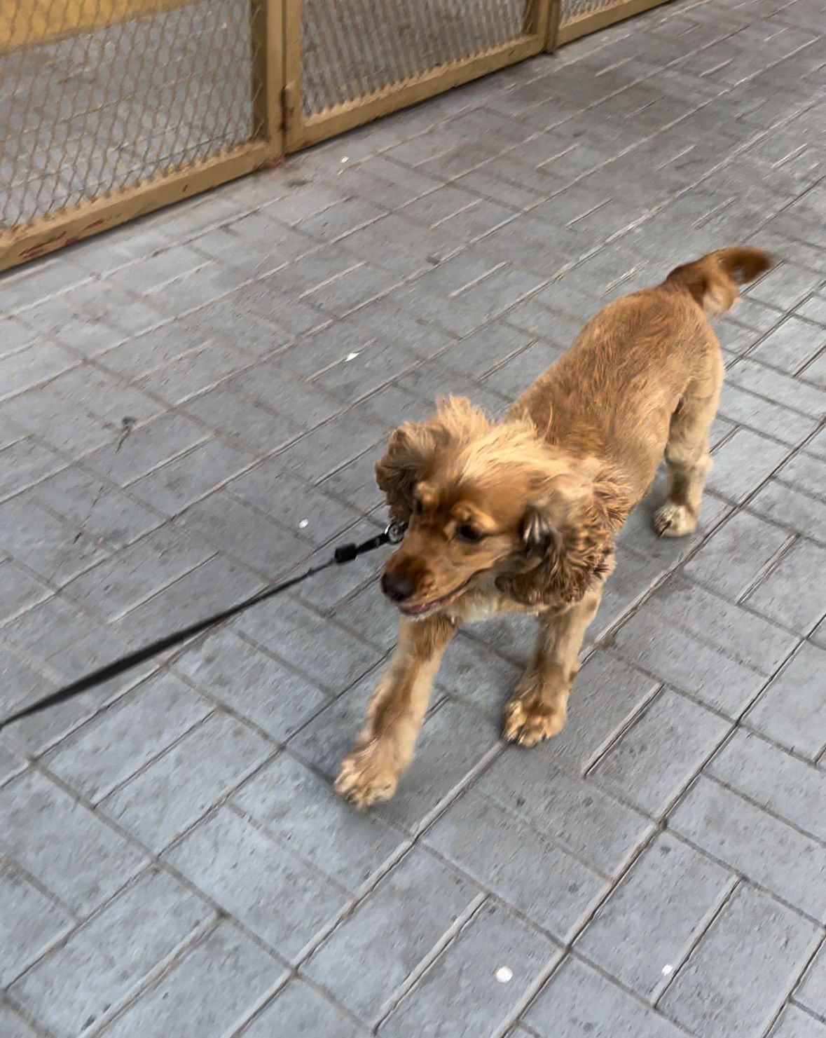 Dogventurez Vet Clinic 2