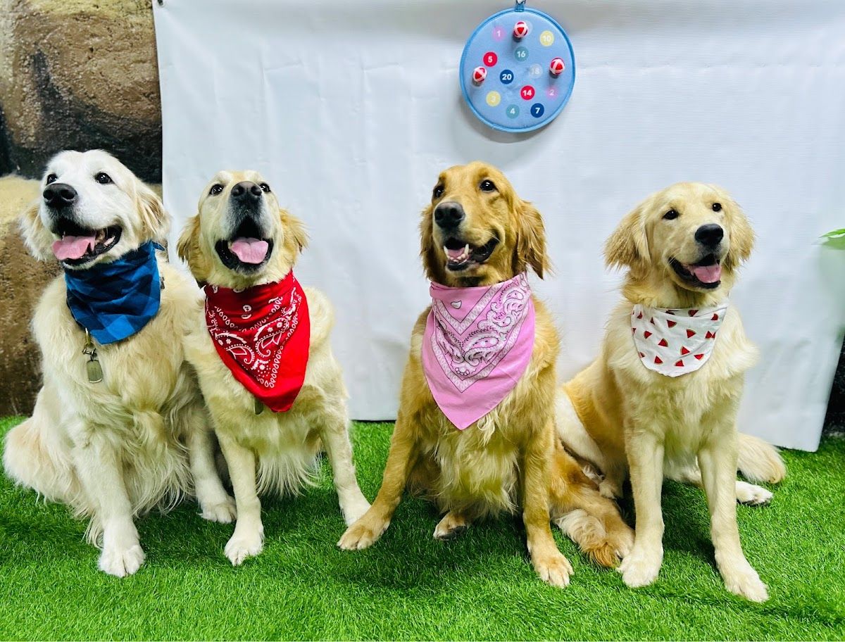 Dogventurez Vet Clinic 4