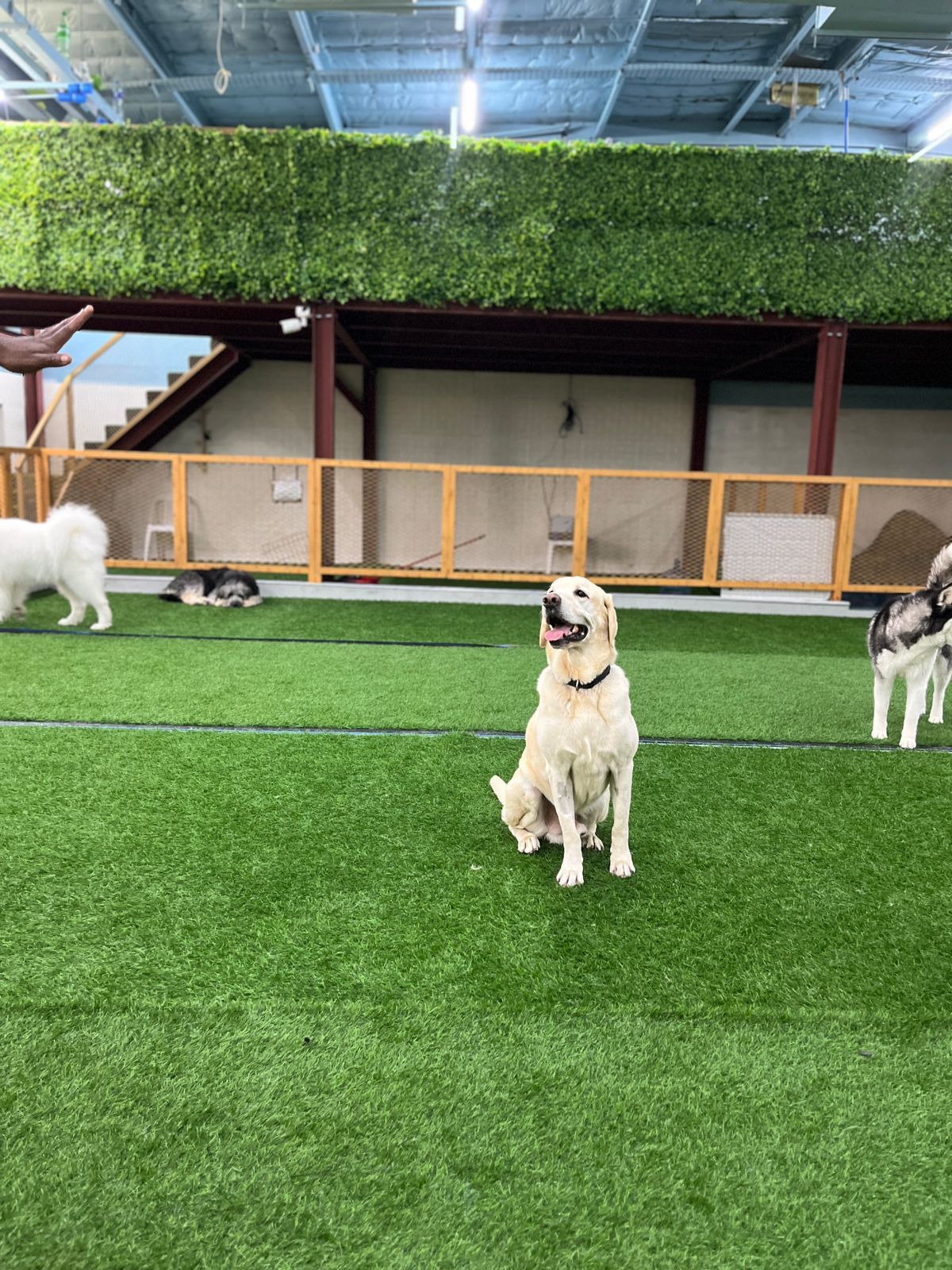 Dogventurez Vet Clinic 5