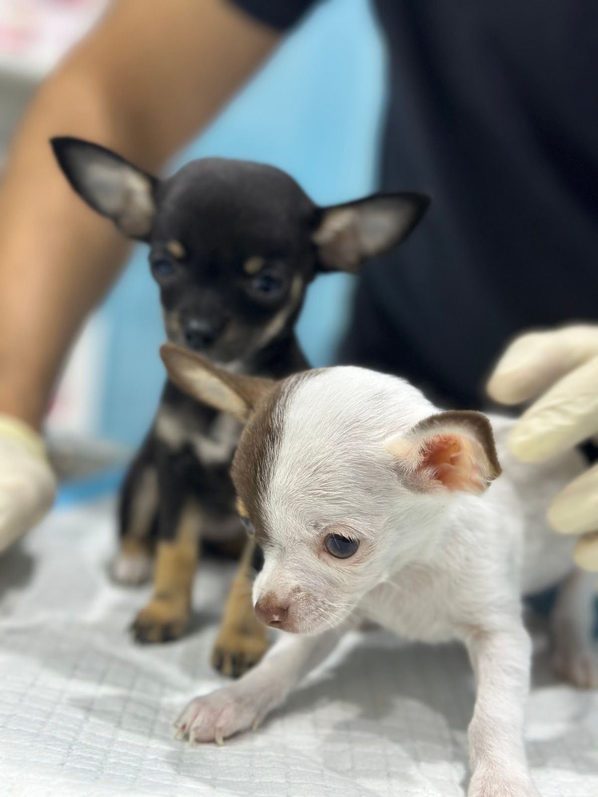 Al Ajwa Veterinary Clinic 3