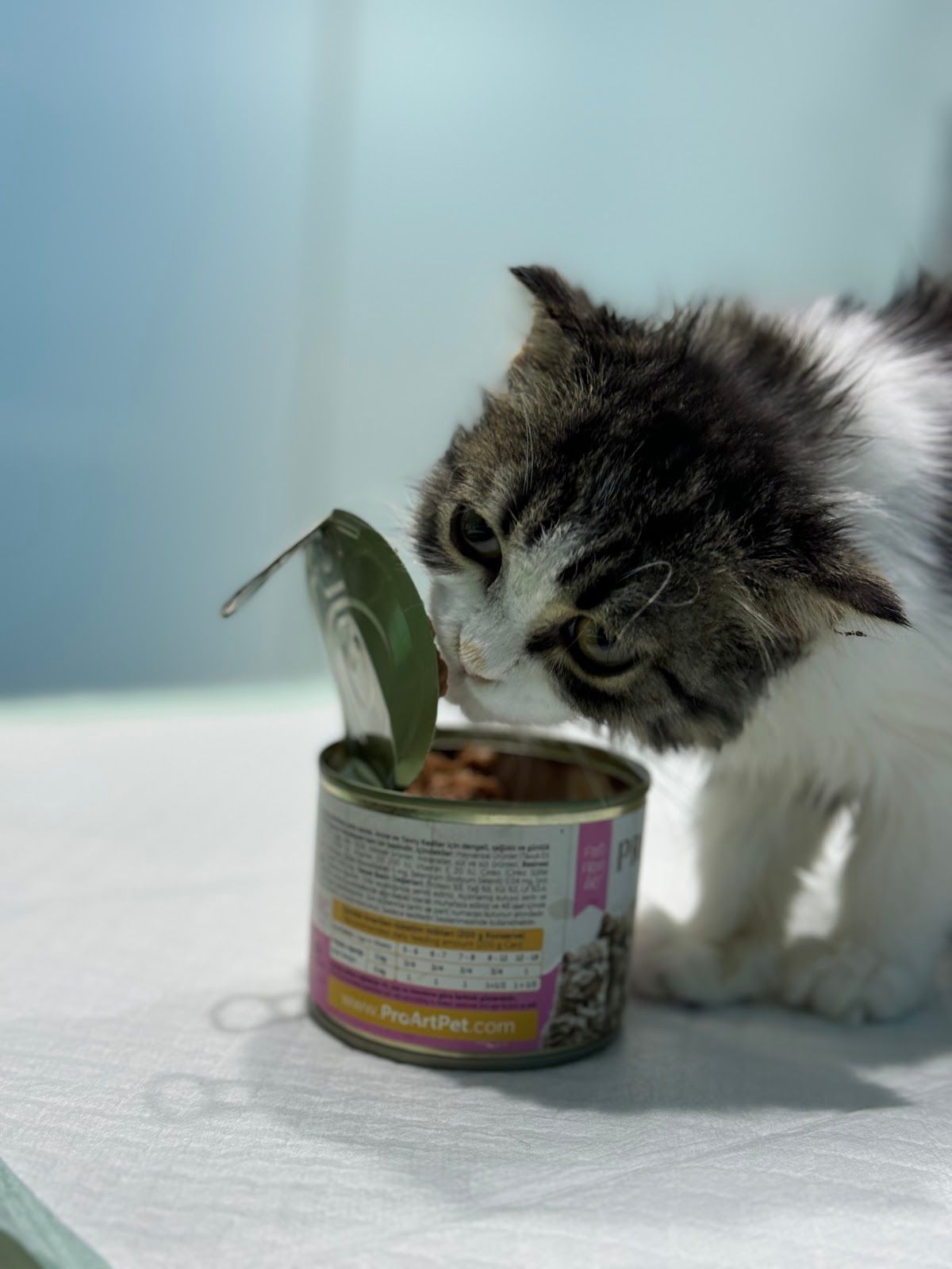 Al Ajwa Veterinary Clinic 5