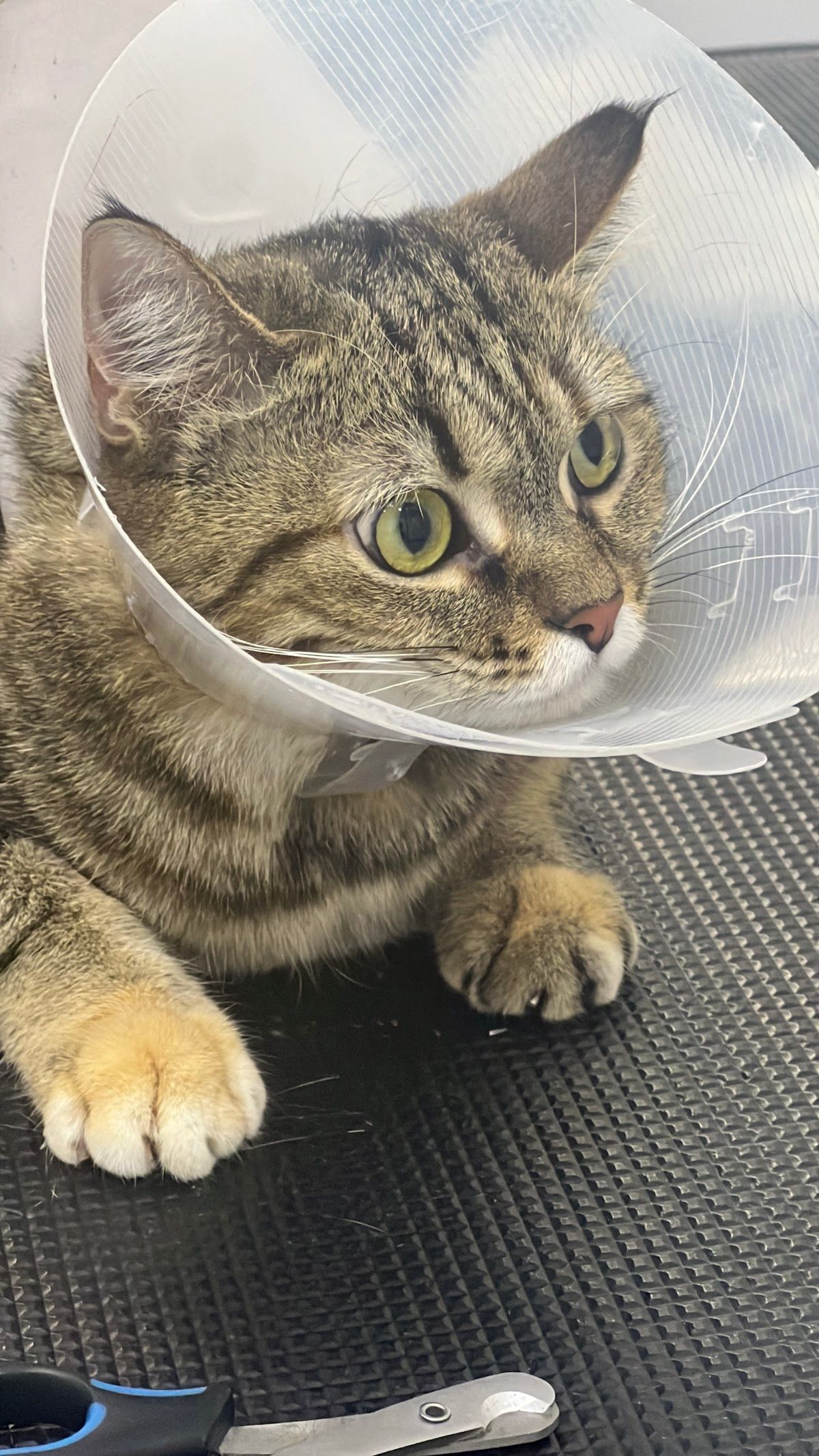 Soul Veterinary Clinic - عيادة سول البيطرية 4