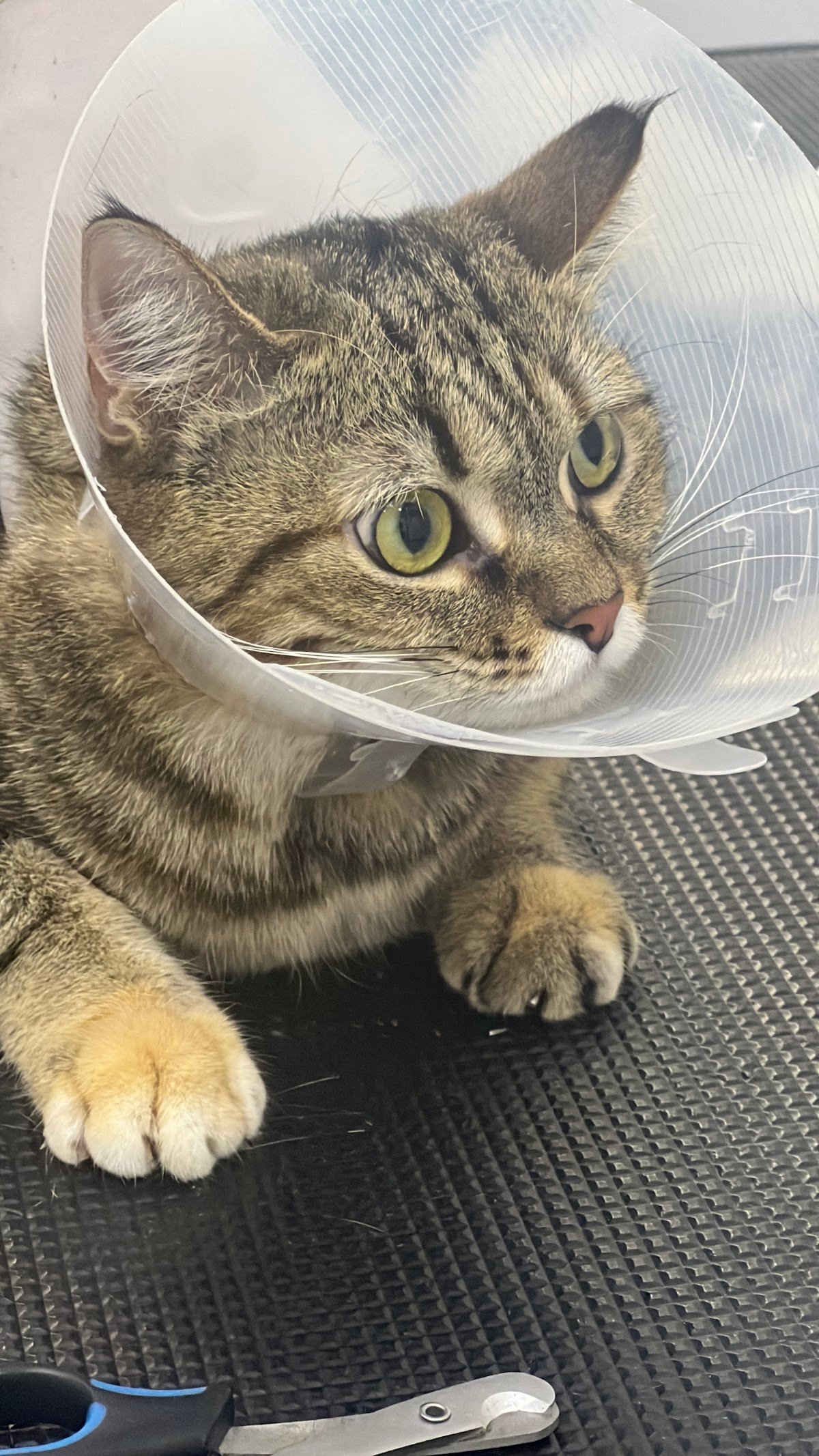 Soul Veterinary Clinic - عيادة سول البيطرية photo 4