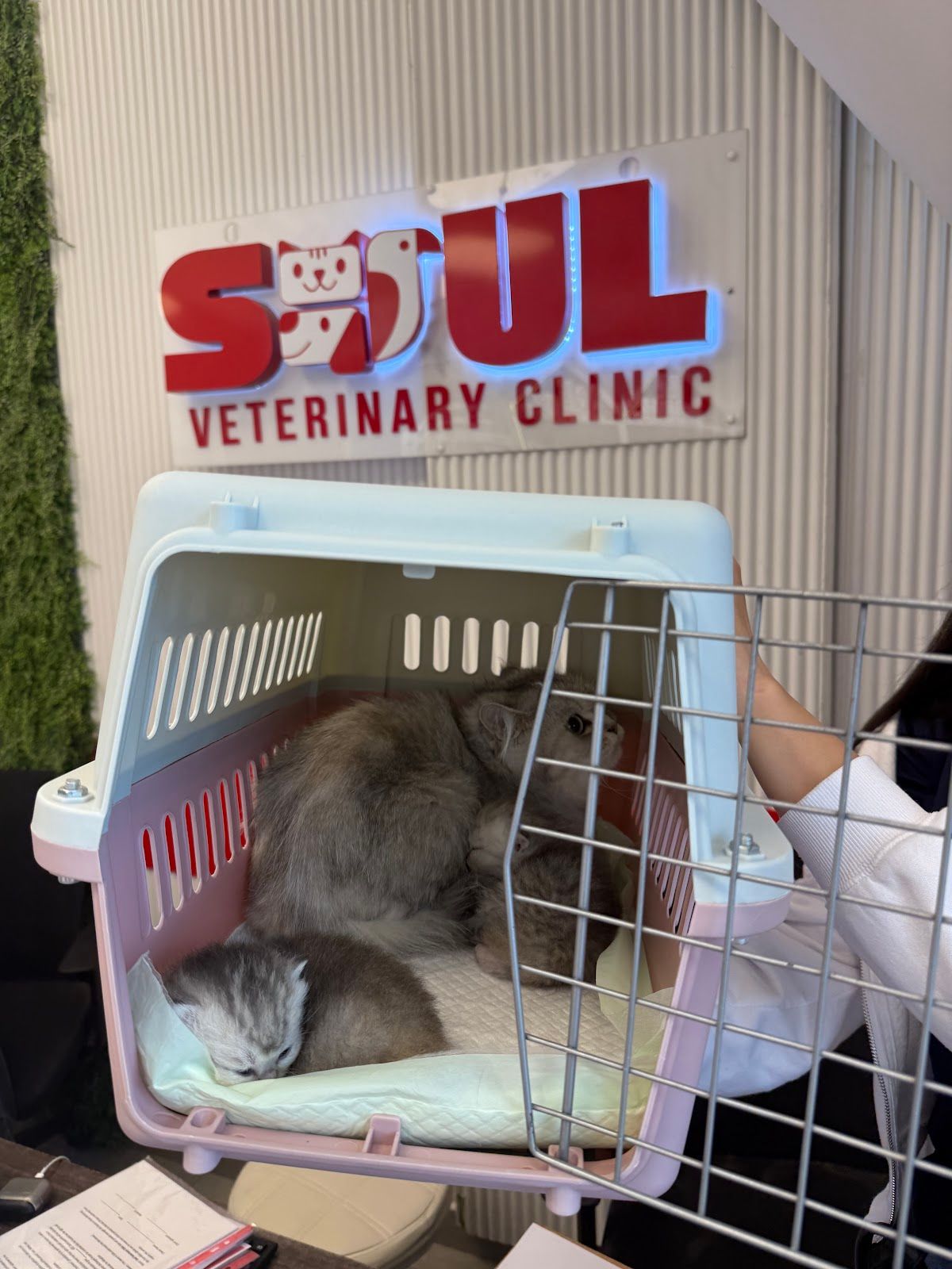 Soul Veterinary Clinic - عيادة سول البيطرية 5