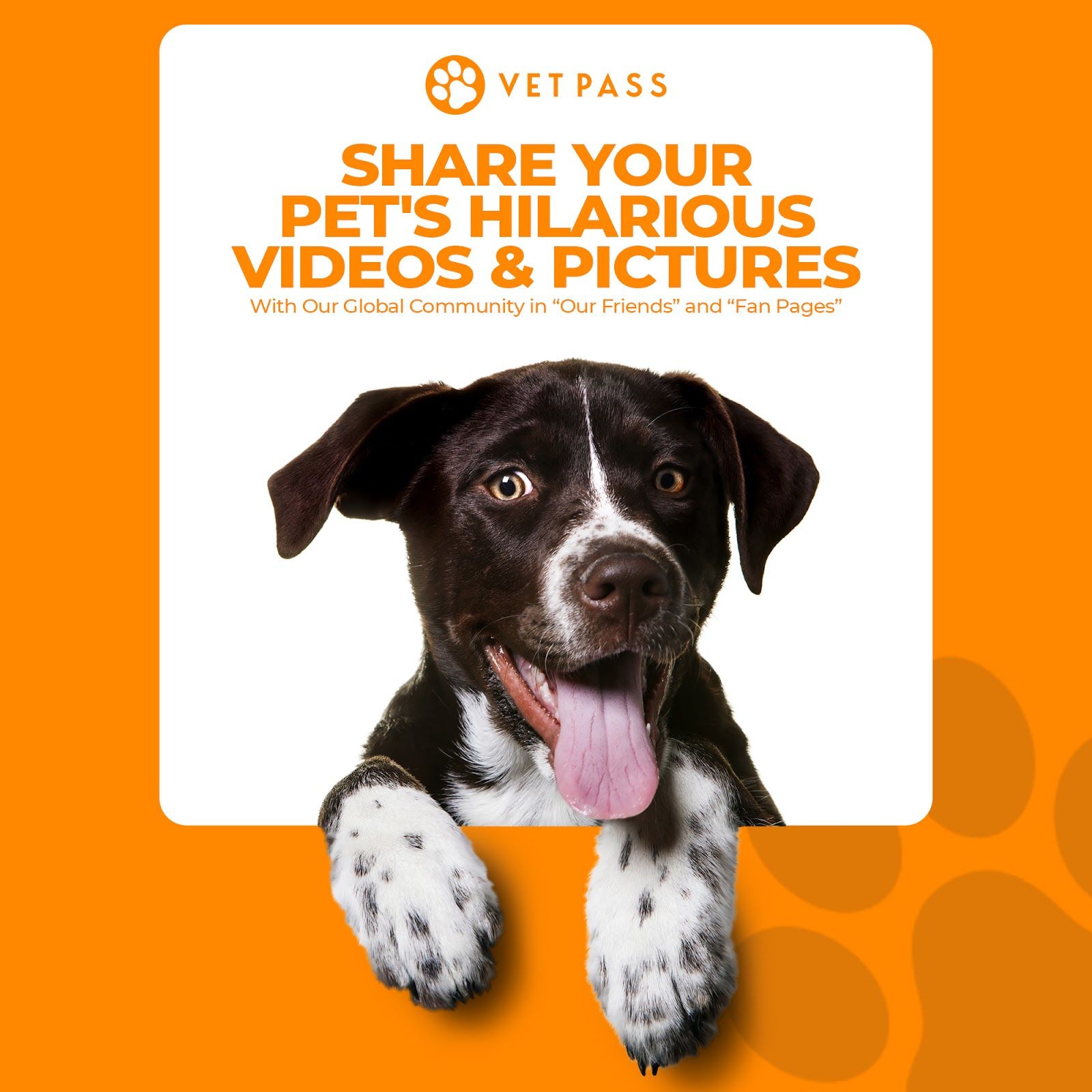 VETPASS 3