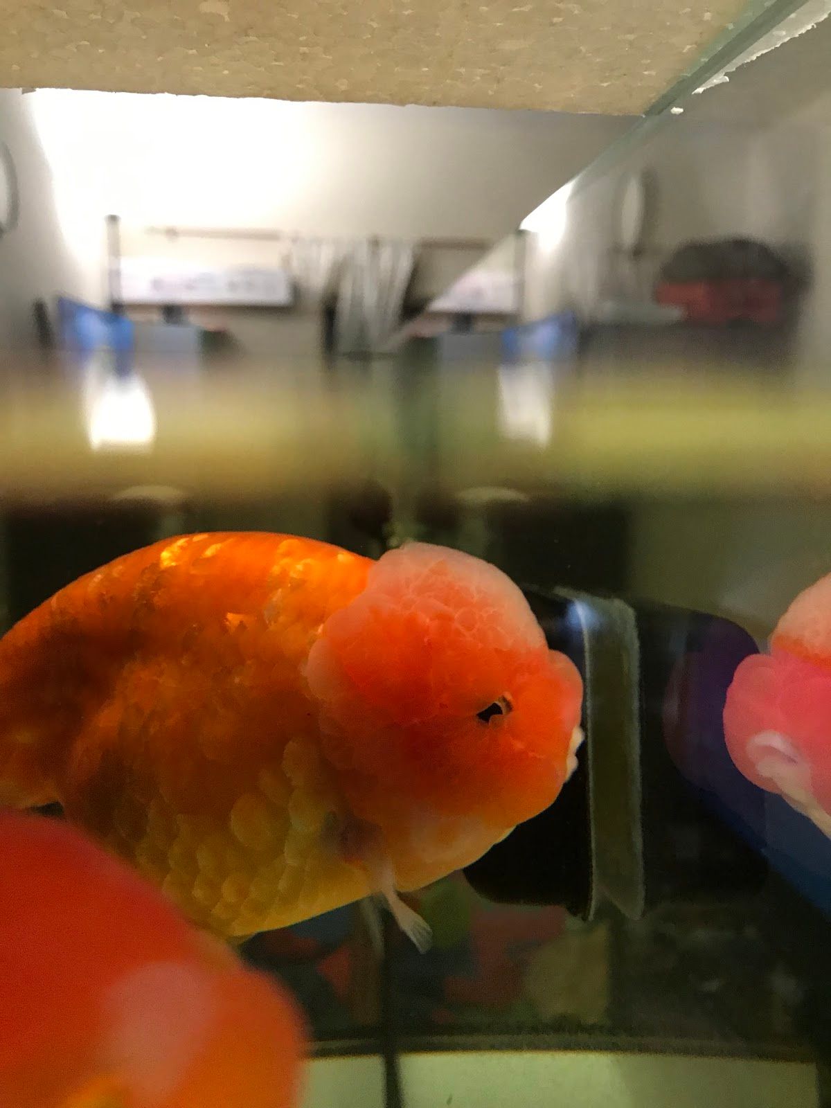 Fins & Tails Pets 5
