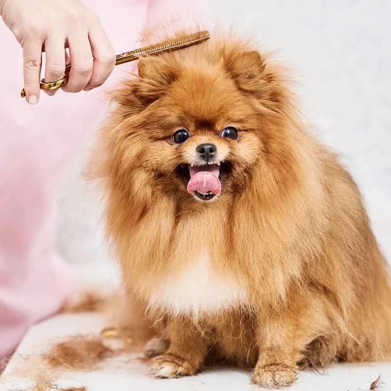 Boho and Bark Pet grooming 3