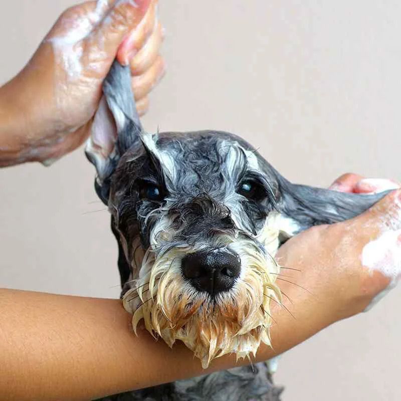 Boho and Bark Pet grooming 4