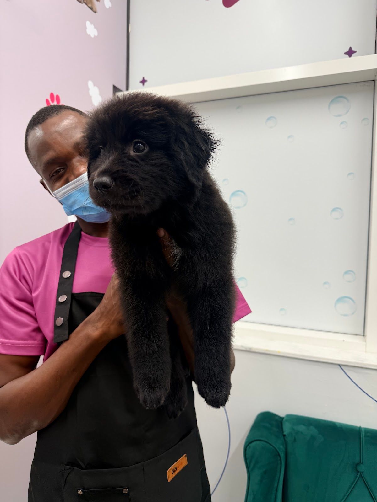 Boho and Bark Pet grooming 5