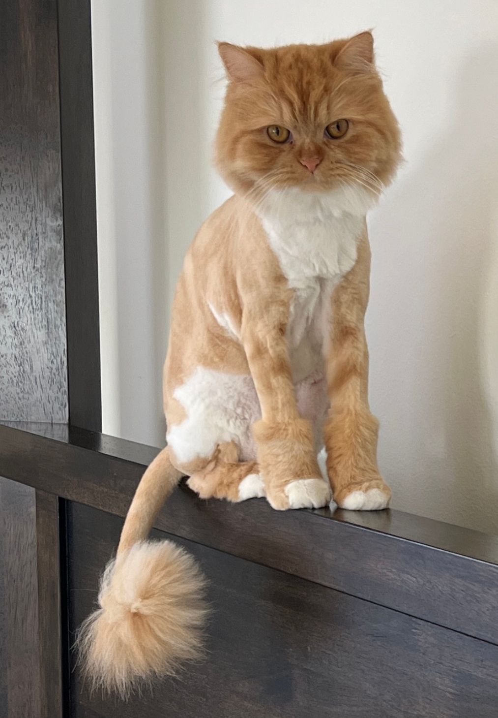 Posh Pets Boutique & Spa 5