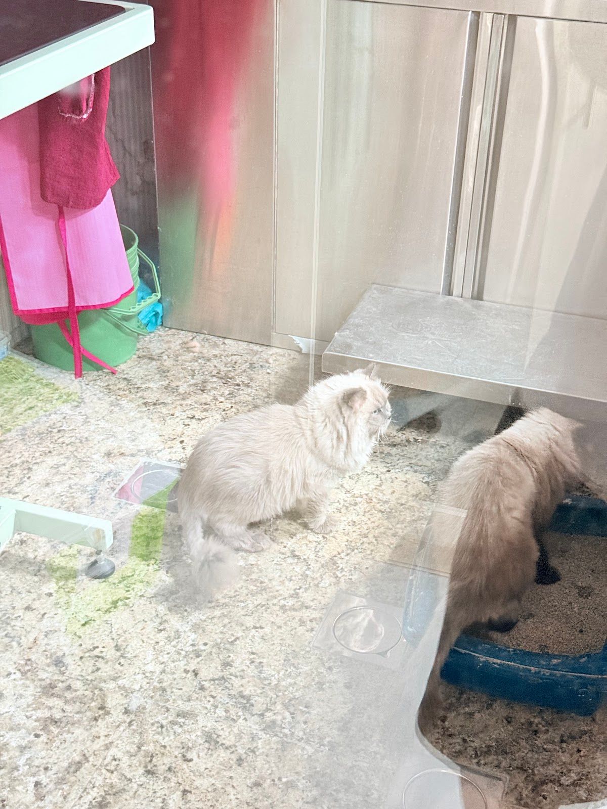 Pets Gallery Dubai 5