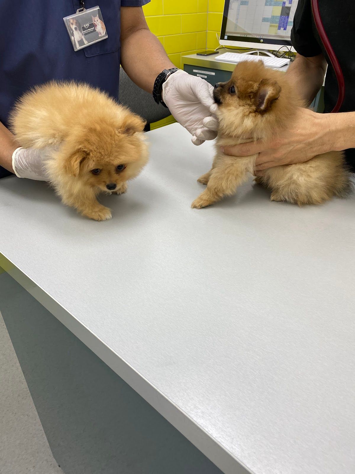 Vet Plus Center 4