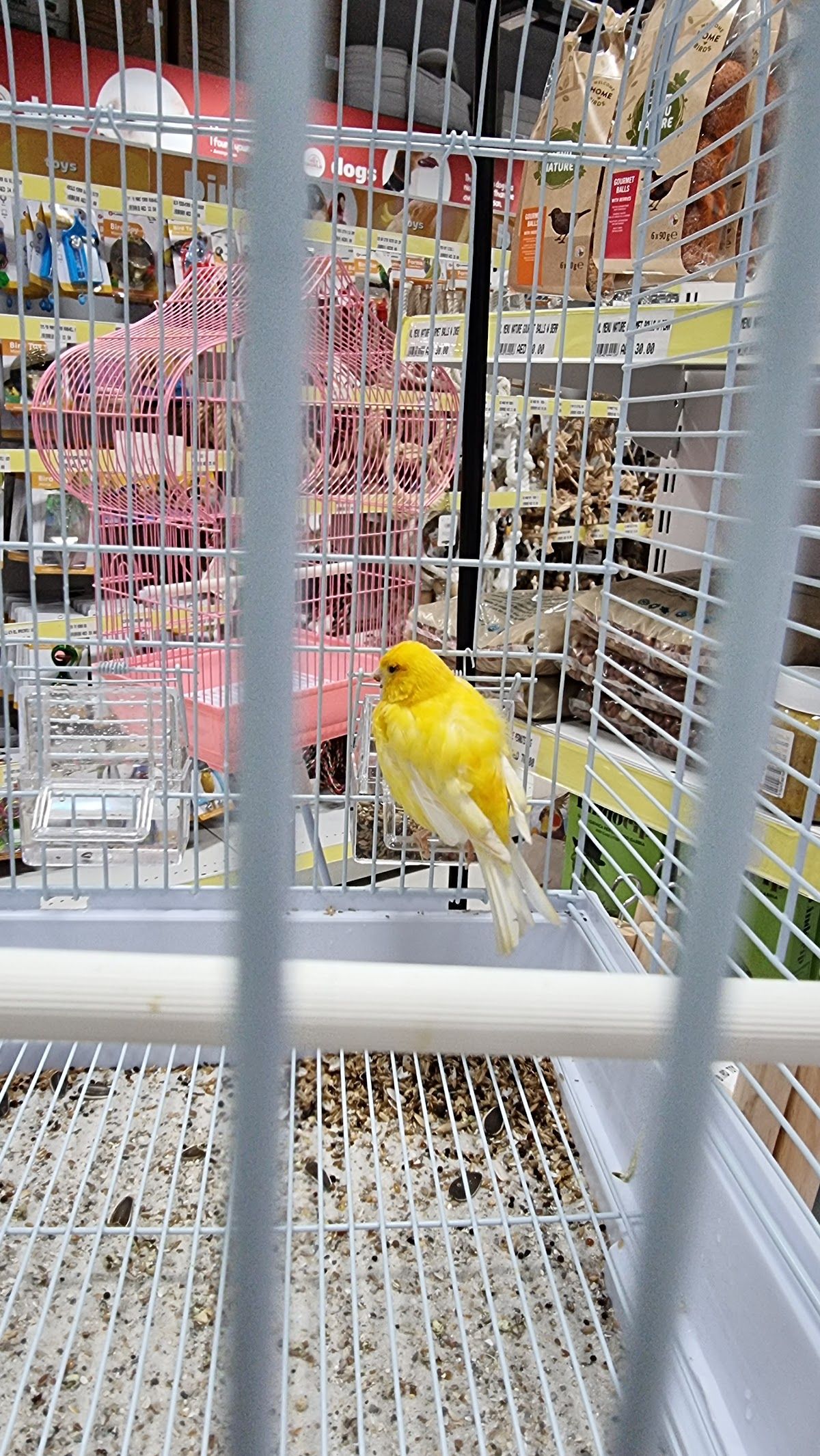 Pet World - The Springs Souk 2