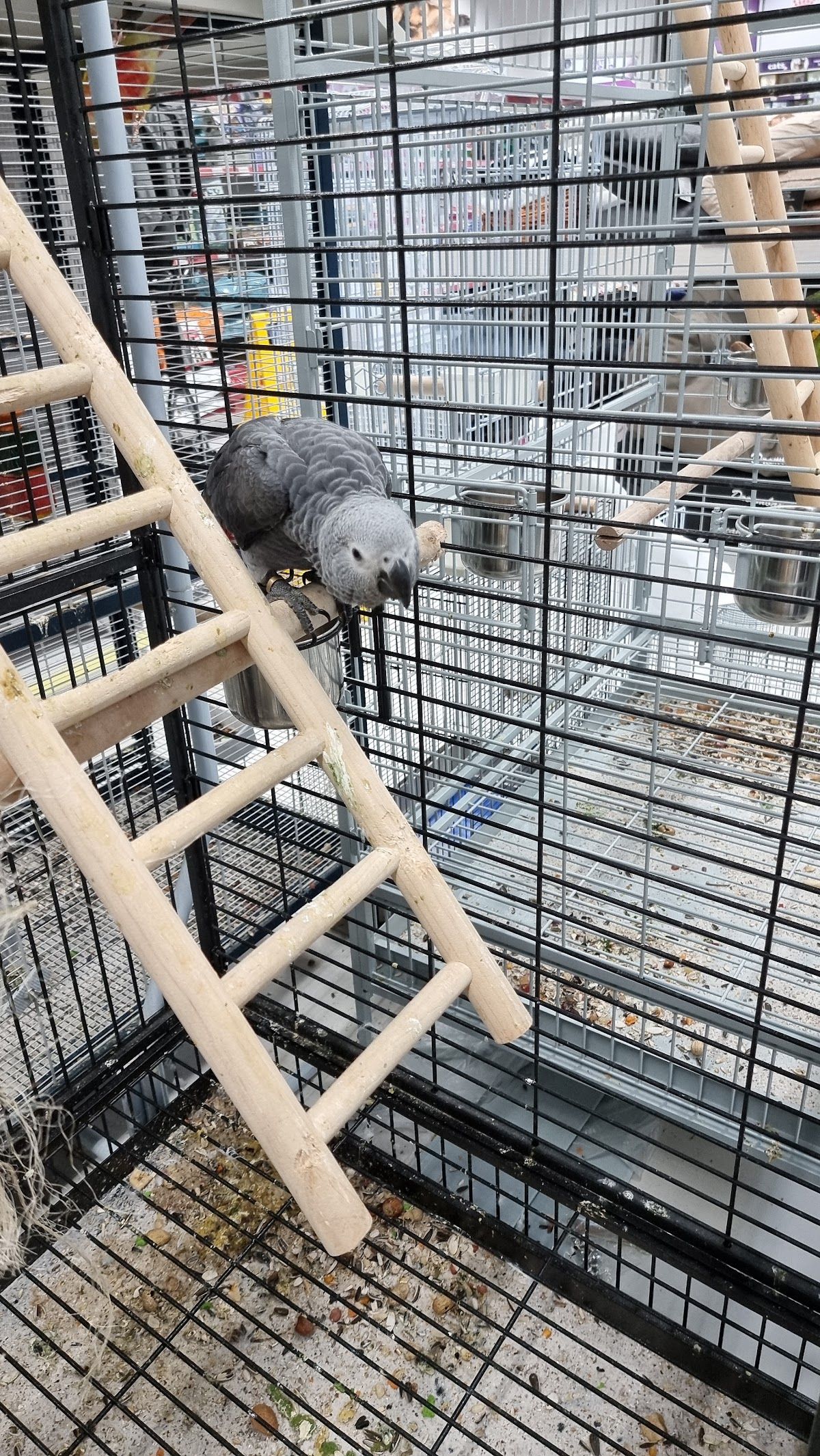 Pet World - The Springs Souk 3