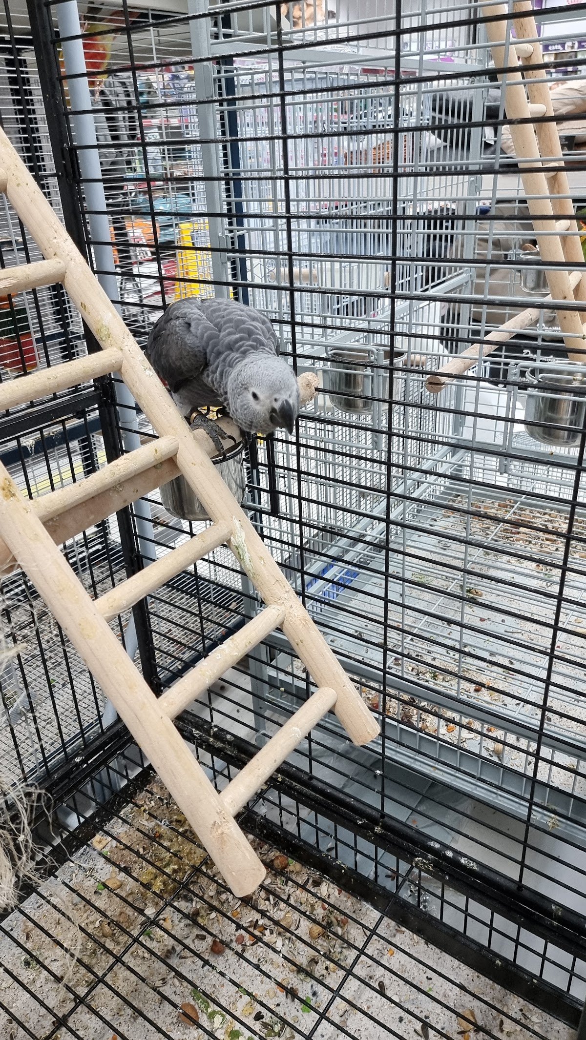 Pet World - The Springs Souk photo 3