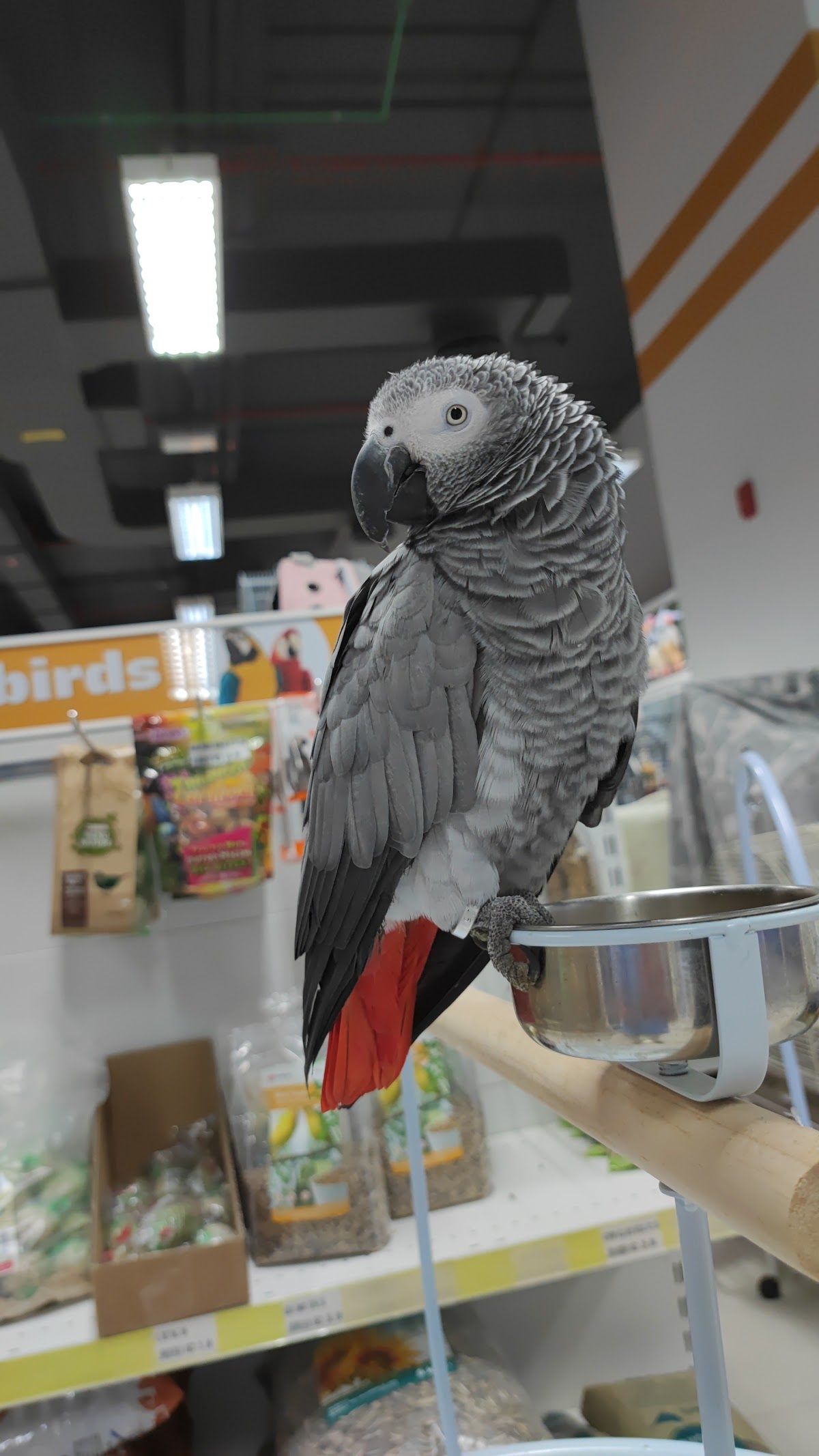 Pet World - The Springs Souk 4