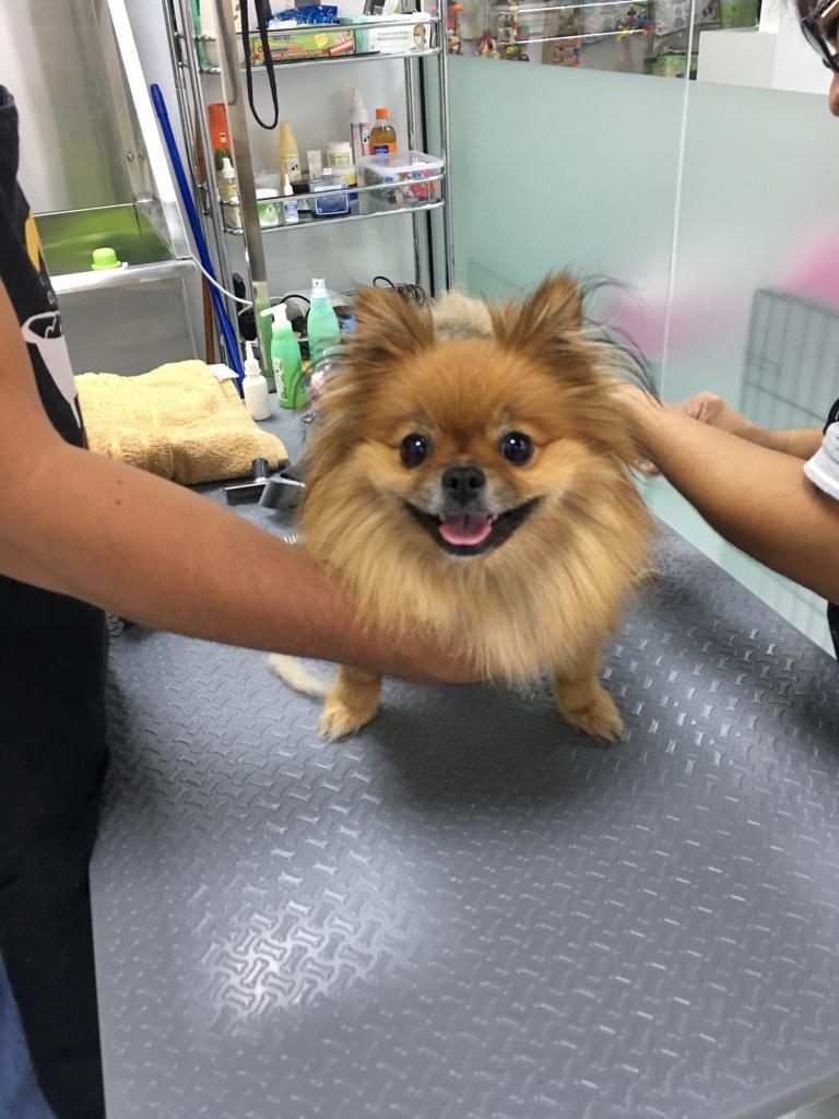 Jackie's Pets Grooming 2
