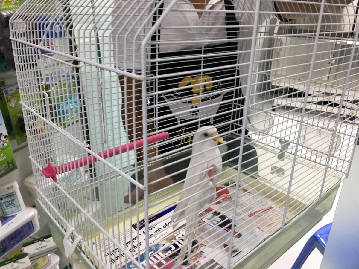 Jackie's Pets Grooming photo 3