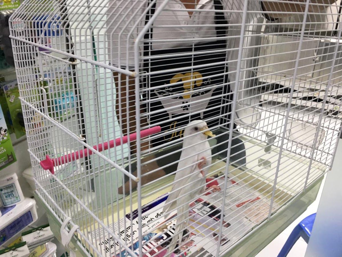 Jackie's Pets Grooming 3