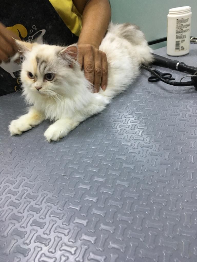 Jackie's Pets Grooming 4