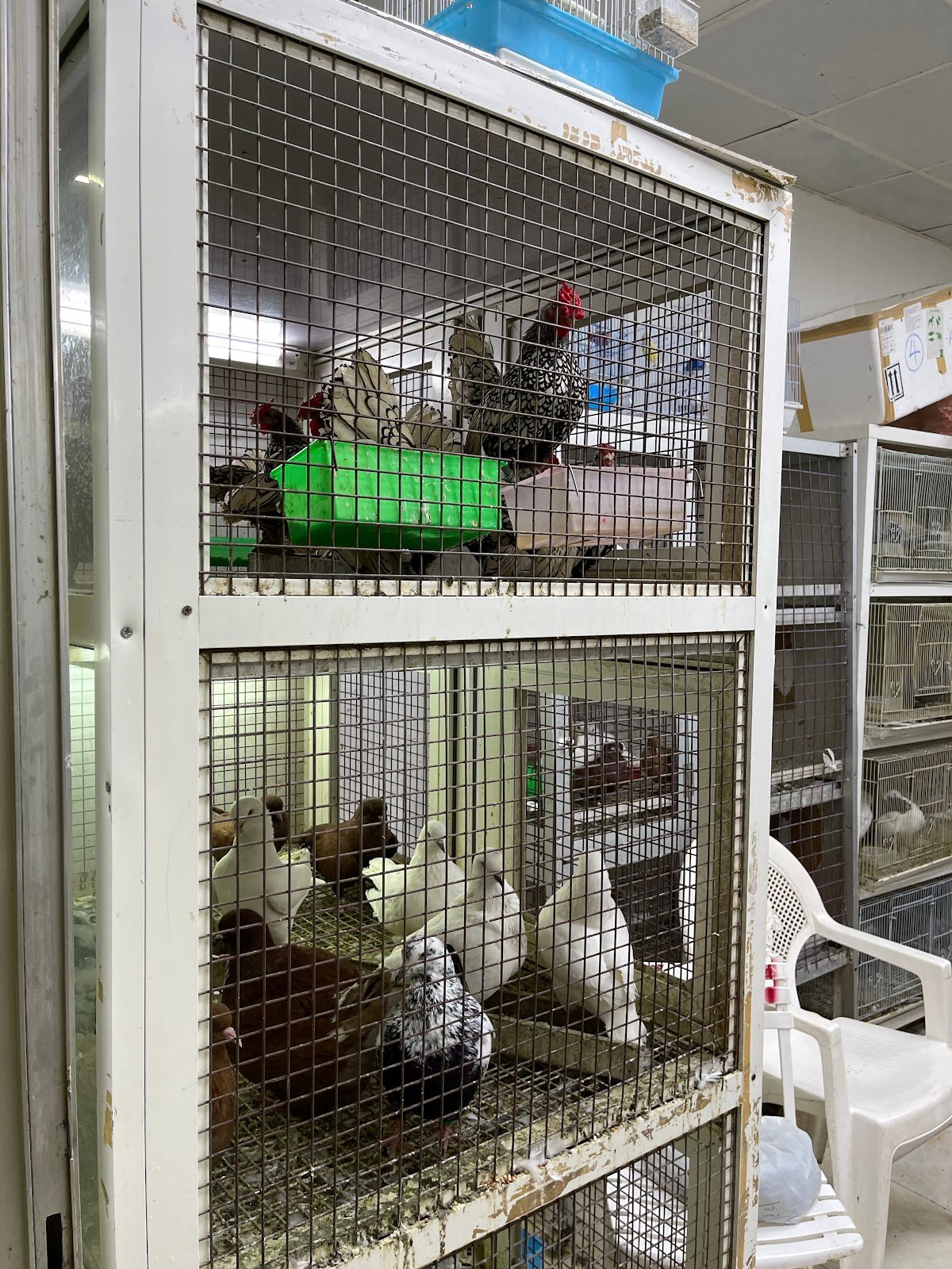 Kasco Ornamental Birds & Fish photo 3