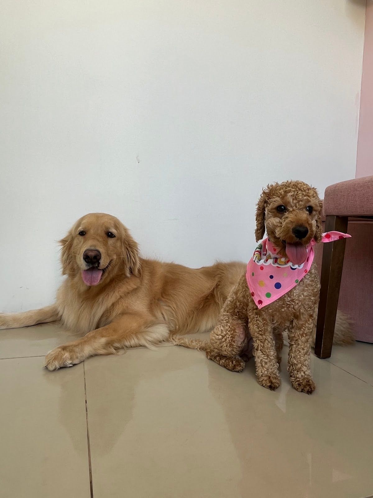 Pet Pavilion Pets Grooming LLC 2